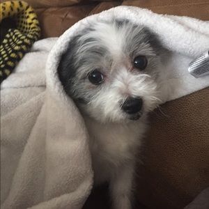 Meet your Posher, Madison